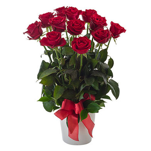 Arrangement of 12 Red Roses in a Ceramic Pot