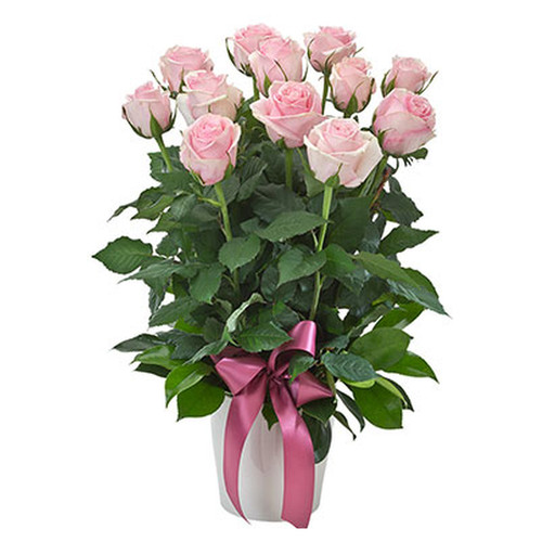 Arrangement of 12 Pink Roses in a Ceramic Pot