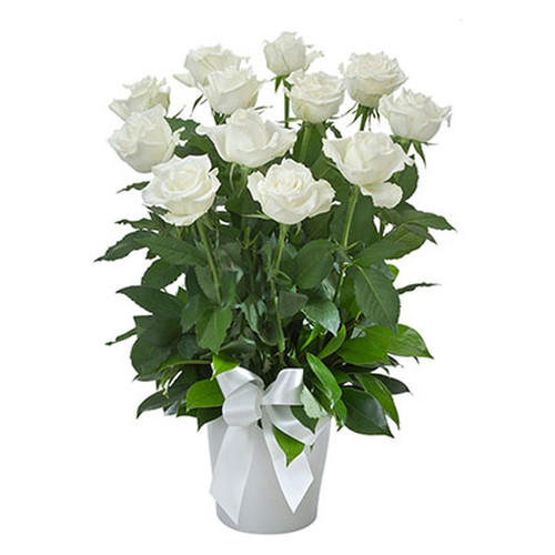 Arrangement of 12 White Roses in a Ceramic Pot