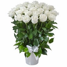 Arrangement of 24 White Roses in a Ceramic Pot