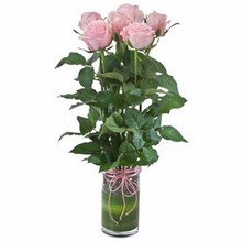 Vase with 6 Pink Roses