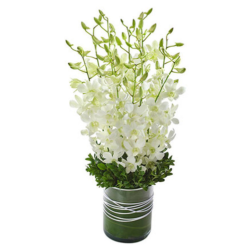 Orchid Presentation in a Glass Vase