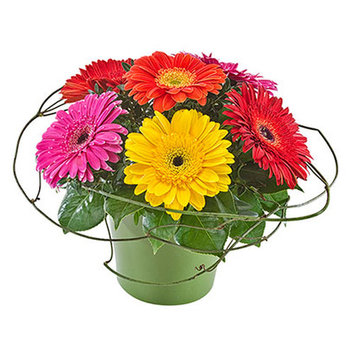 Mixed Gerberas in a Ceramic Container