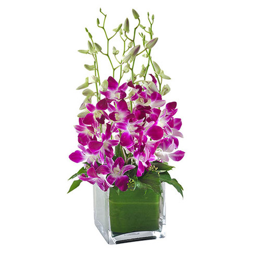 Orchids in a Glass Cube