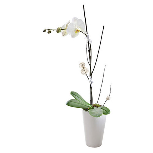 Flowering Orchid Presentation