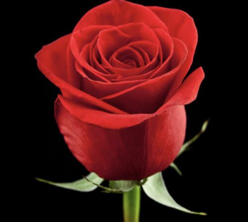 A Single Red Rose with Lush Greenery in a Glass Vase